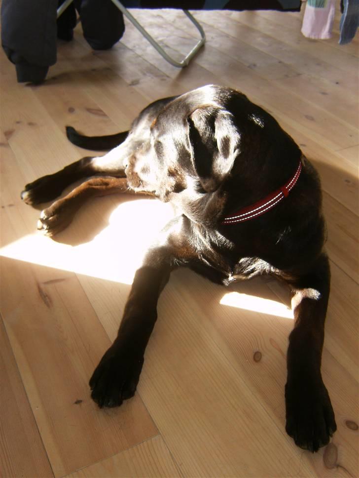 Blanding af racer Gaya billede 7