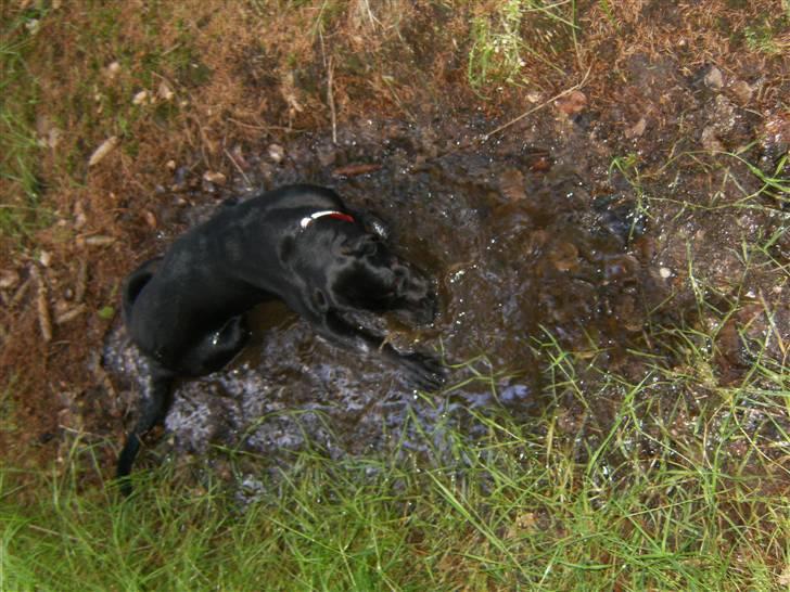 Blanding af racer Gaya billede 8