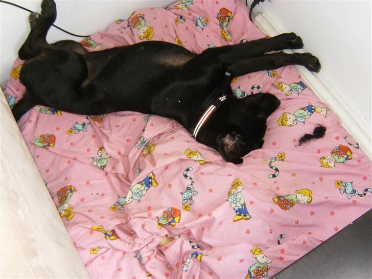 Blanding af racer Gaya billede 9