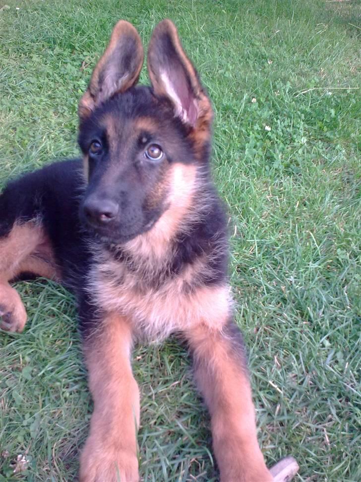 Schæferhund rapi Hexi billede 5