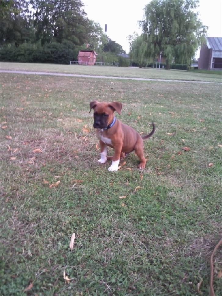 Blanding af racer Cato boxer/amstaff - 8 uger <3 billede 8