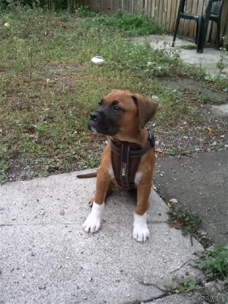 Blanding af racer Cato boxer/amstaff billede 9