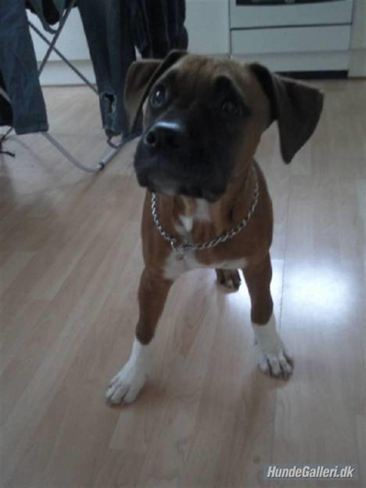 Blanding af racer Cato boxer/amstaff billede 10