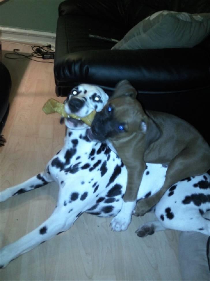 Blanding af racer Cato boxer/amstaff billede 12
