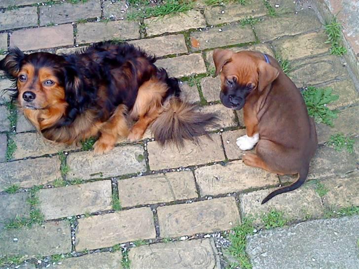 Blanding af racer Cato boxer/amstaff - Cato og min anden hund Nuller<3 billede 13