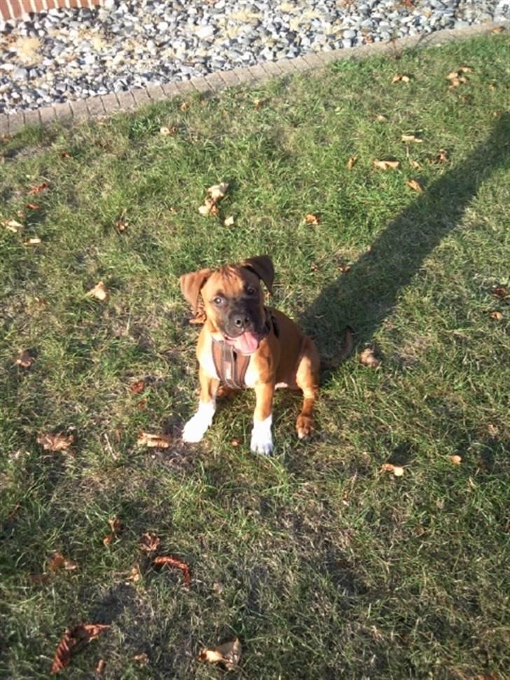 Blanding af racer Cato boxer/amstaff - taget D 19/9-09 billede 14