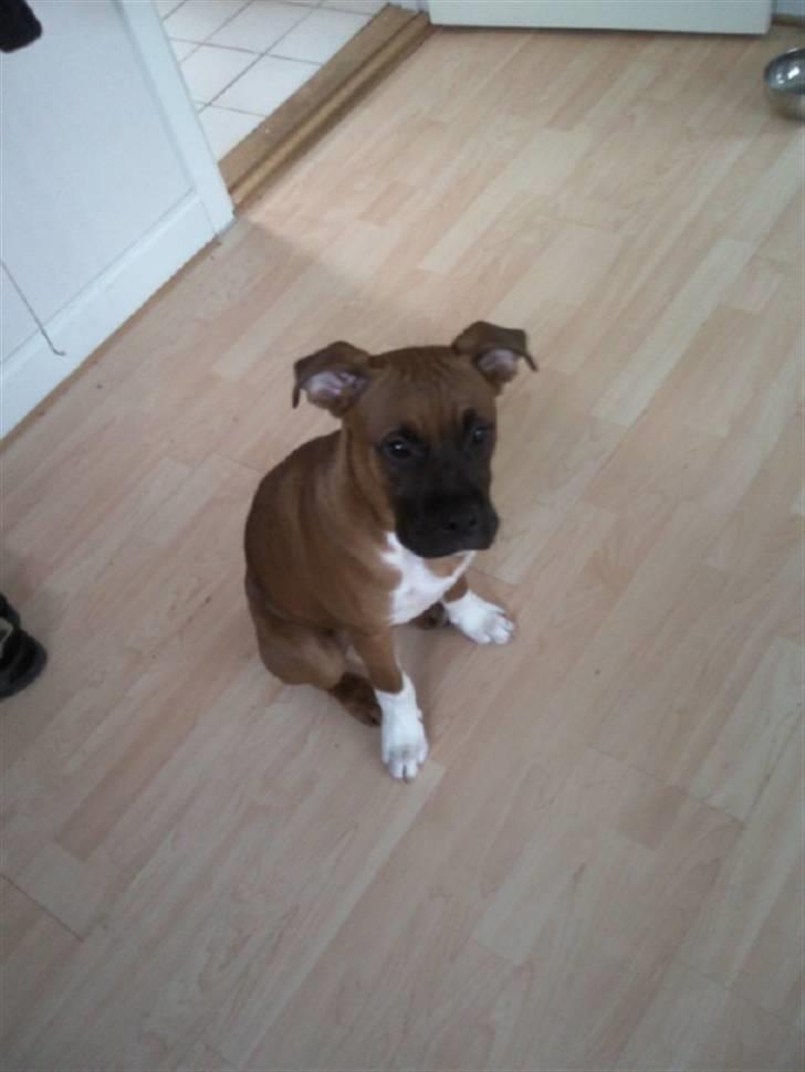 Blanding af racer Cato boxer/amstaff billede 15