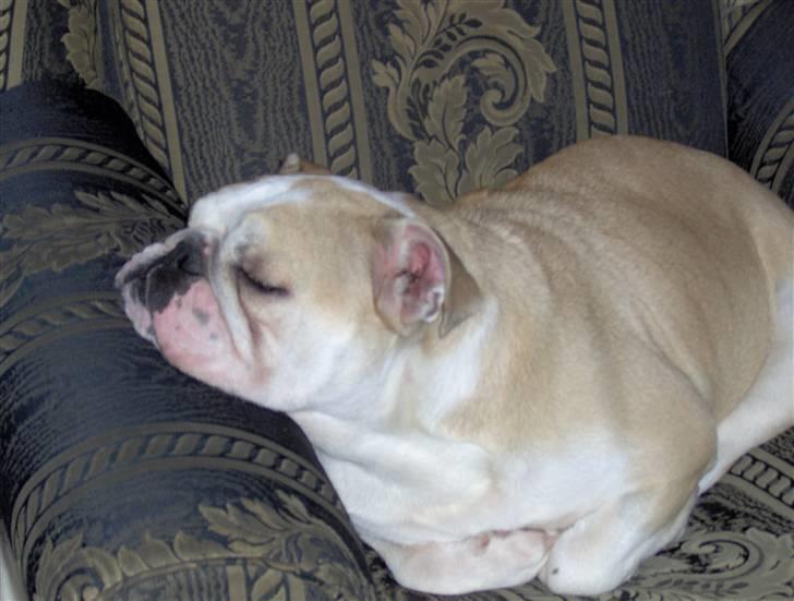 Engelsk bulldog perle billede 8