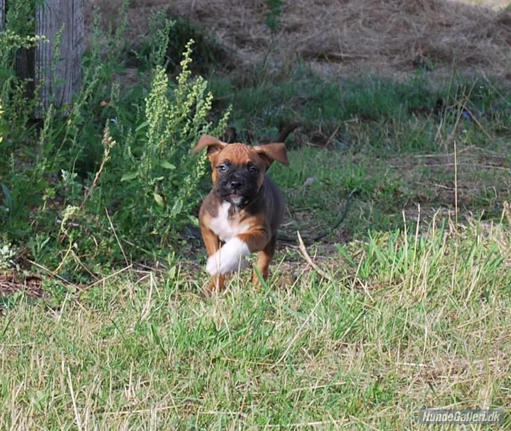 Blanding af racer Cato boxer/amstaff - taget af opdrætter , næsten 8 uger billede 16