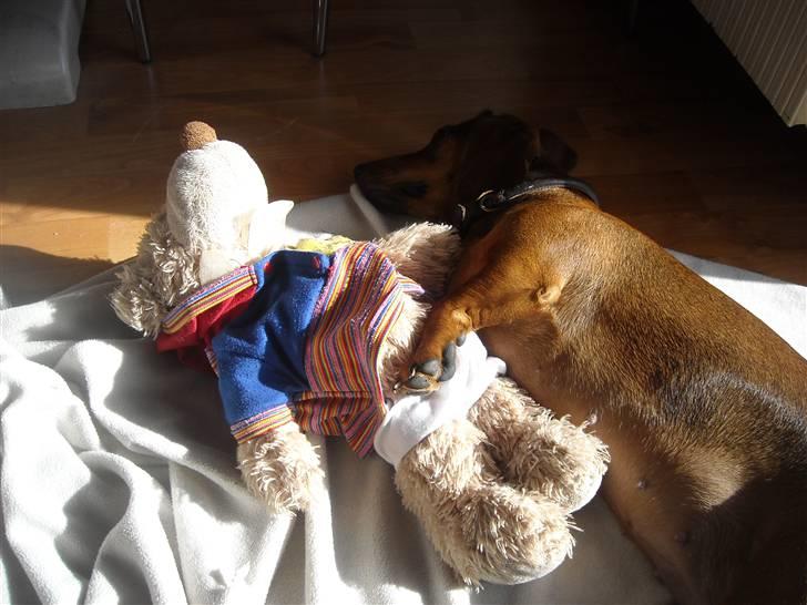 Gravhund Josefine DØD - Josefine der sover med bamse ! <33 billede 18
