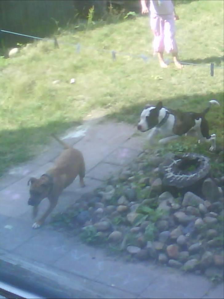 Blanding af racer Luka - Luka efter hans kæreste Kaja, dejlig leg de har sammen billede 17