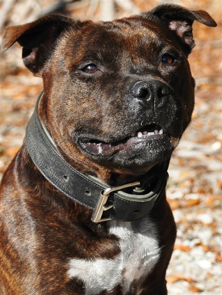 Staffordshire bull terrier Carlos  - jep, det er mig smuk som jeg er!! billede 4