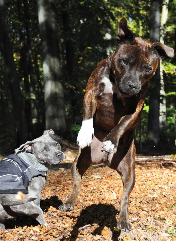 Staffordshire bull terrier Carlos  billede 5