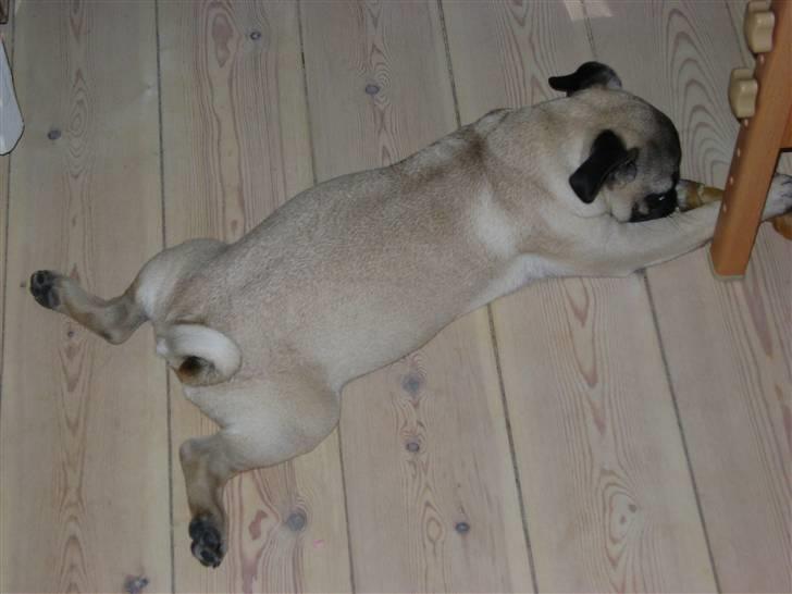 Mops Lukky  - Lukky er meget afslappet - sødt  billede 18