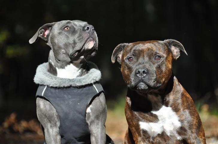 Staffordshire bull terrier Carlos  - mig og min "søster" billede 7