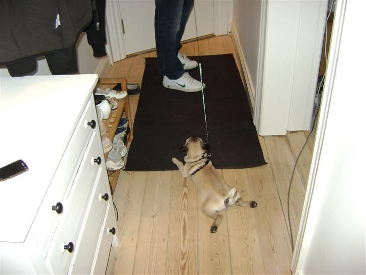 Mops Lukky  - ja, det er hårdt at være hund  billede 19