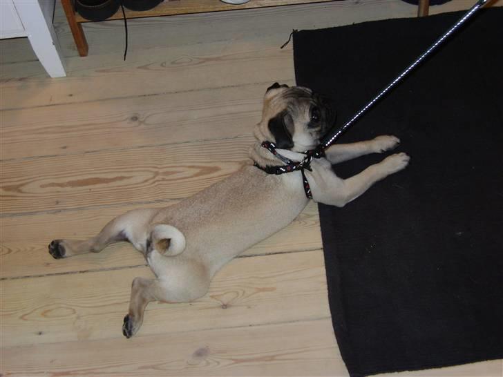 Mops Lukky  - Lukky gider ikke ud at tisse - så smed han sig istedet for:) billede 20