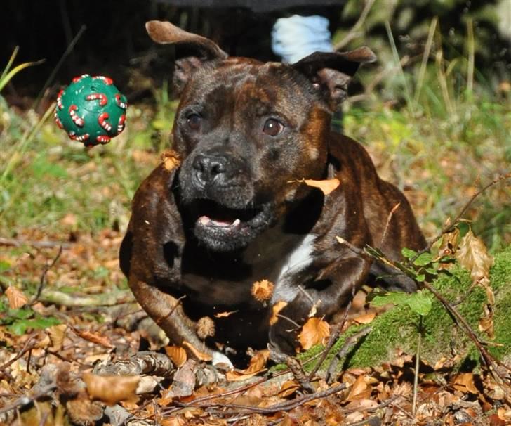 Staffordshire bull terrier Carlos  - fuld fokus billede 16