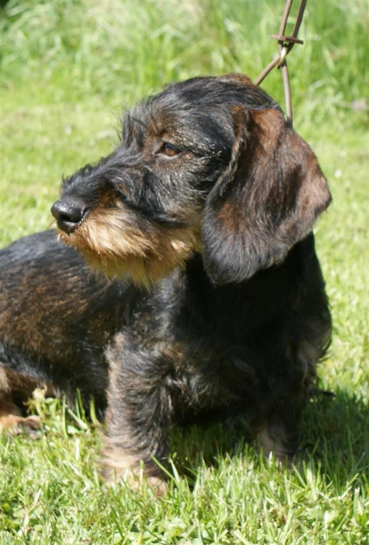 Gravhund Alma billede 15