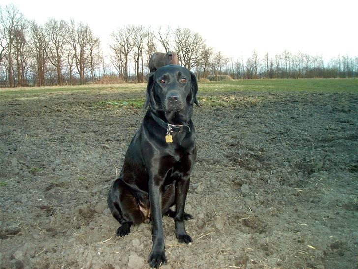 Labrador retriever Twix - En lille smule utryg når jeg skal blive siddende og ikke får lov til at følge med min mor - desværre en af de ting der fulgte med efter hun blev overfaldet af vores gamle schæfer. :(  billede 4