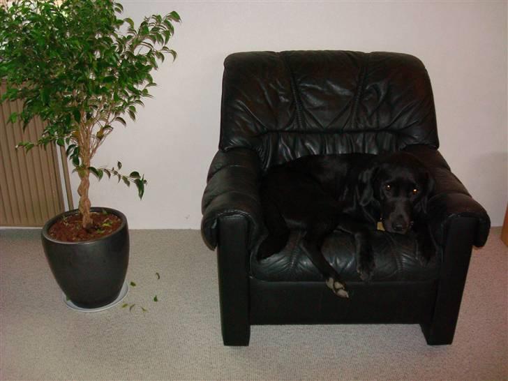 Labrador retriever Twix - Skøøønt - ren afslapning - det er bare det bedste  :)  billede 5