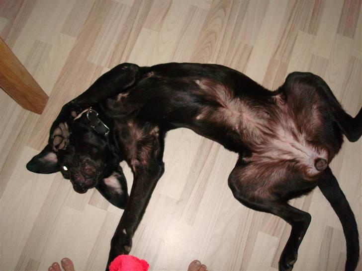 Labrador retriever Twix - Vil du lege??  billede 6