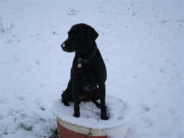 Labrador retriever Twix - Min lille sne-hund.  billede 7