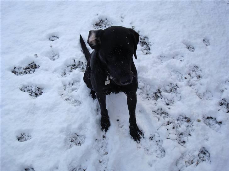 Labrador retriever Twix - Vi elsker at lege i sneen - en skam at det sner så sjældent.  billede 8