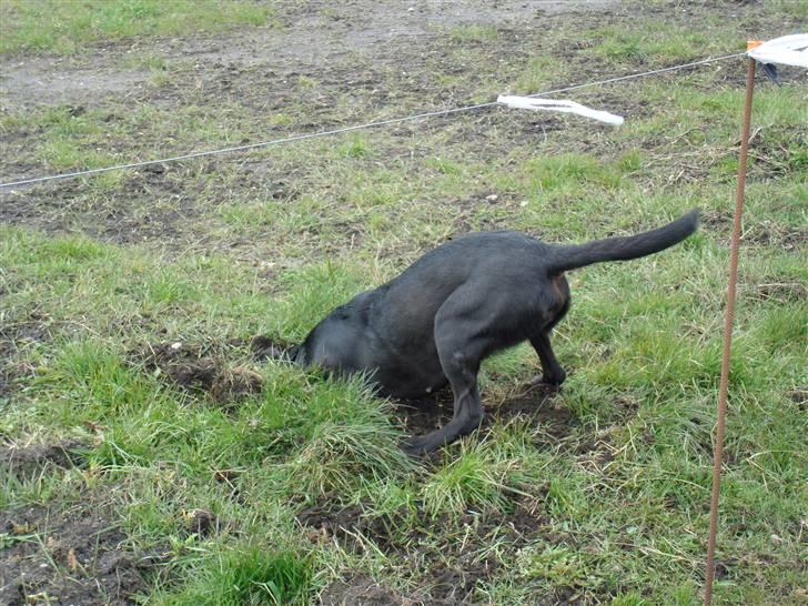Labrador retriever Twix - Det må være Twix´s absolutte yndlingsbeskæftigelse - at grave store, dybe og mange huller  :)  billede 9