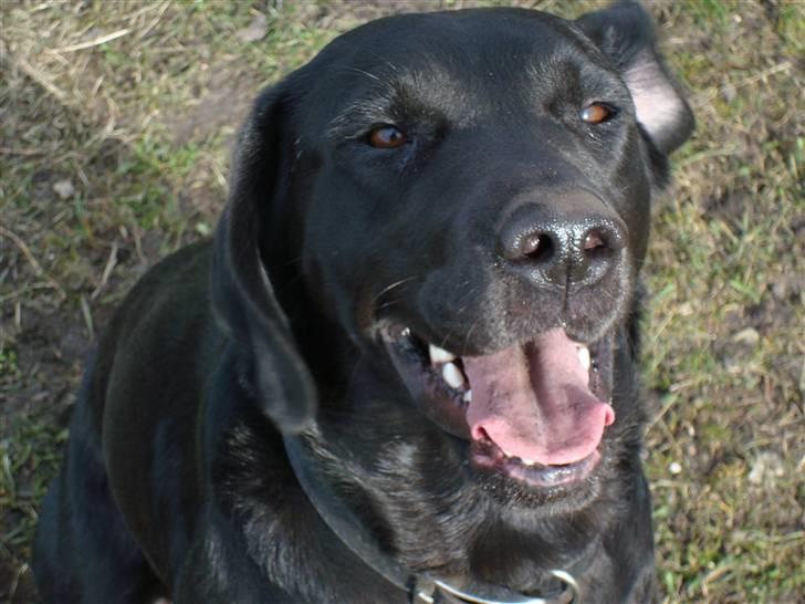 Labrador retriever Twix - Skynd dig - jeg skal ud og grave igen! billede 10