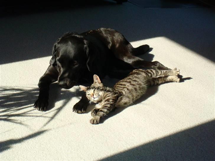 Labrador retriever Twix - Twix og hendes bedste ven Clausen - i hvert fald indtil vi fik Jay Jay billede 11