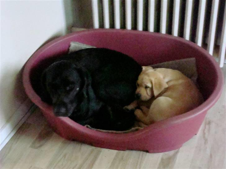 Labrador retriever Twix - Middagslur  :)  billede 12