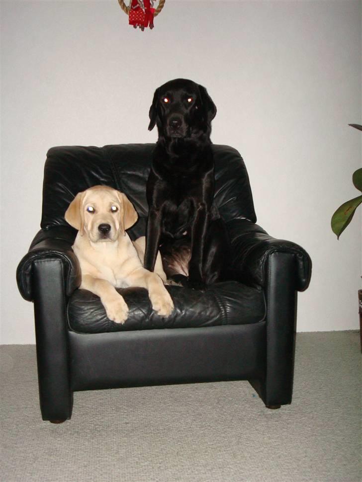 Labrador retriever Twix - Det er godt nok min plads, men hvis Jay gerne vil være her også - så er det fint med mig  :)  billede 13