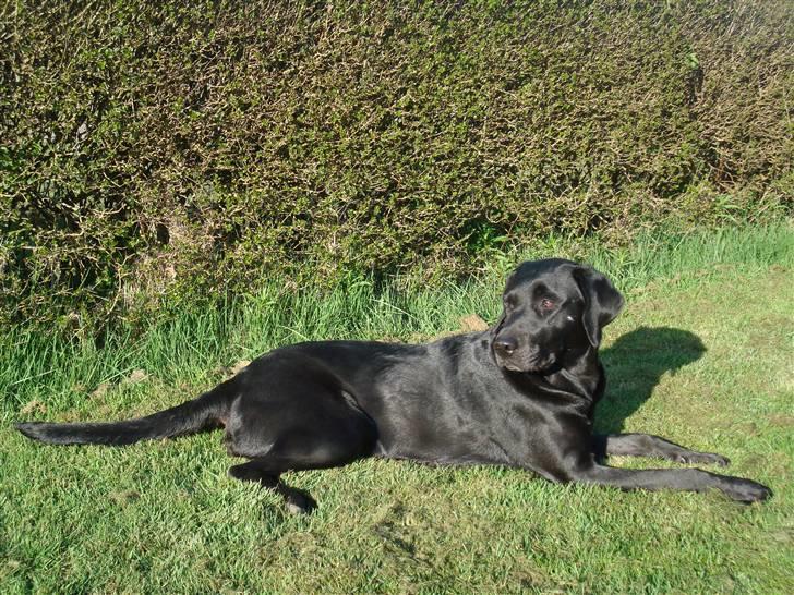 Labrador retriever Twix - Mere solskin - skønt at kunne nyde solen og holde øje med det hele samtidig :)  billede 14