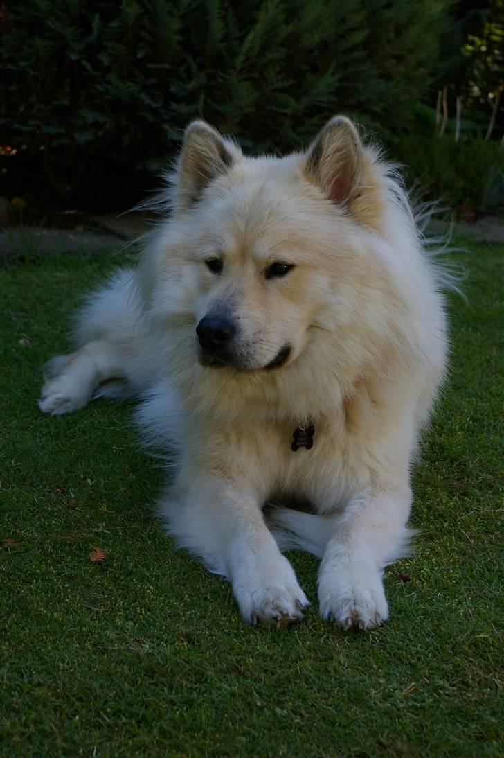 Eurasier Asklunds Charming Cliff - Sommer 10(; billede 4