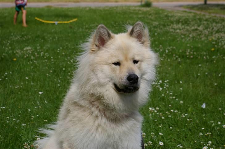 Eurasier Asklunds Charming Cliff - Sommer 10(; billede 5