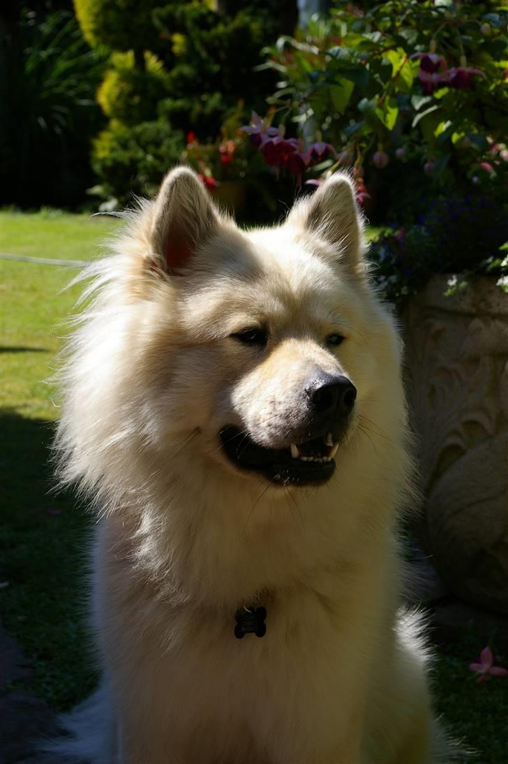 Eurasier Asklunds Charming Cliff - Sommer 10(; billede 6