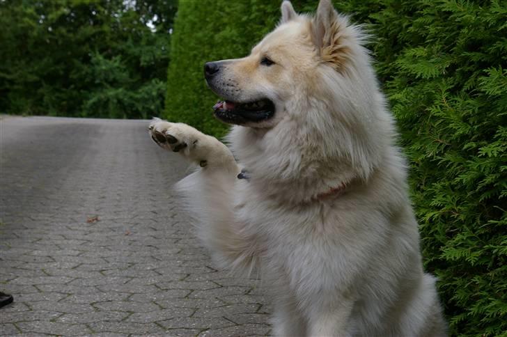 Eurasier Asklunds Charming Cliff - Cliff, sommer 10;) billede 7