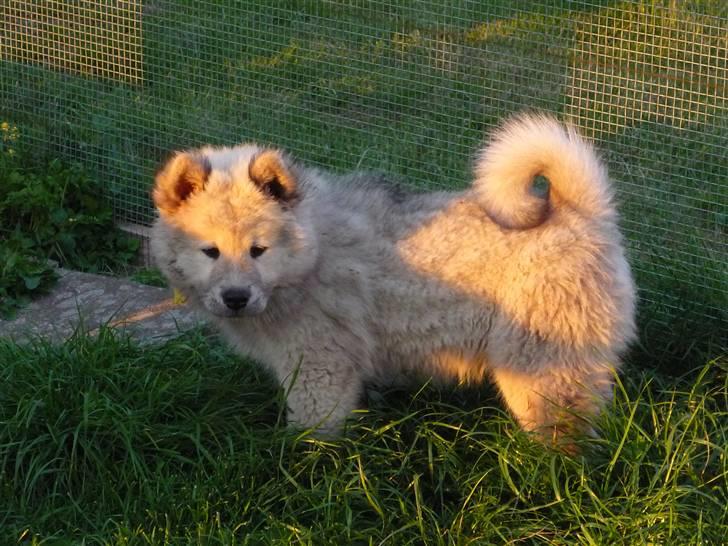 Eurasier Asklunds Charming Cliff - Ude ved hans kennel, da vi var ude at se ham første gang<3 billede 10