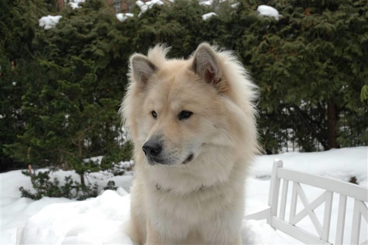 Eurasier Asklunds Charming Cliff - Cliff i sneen;) Vinter 09. billede 11