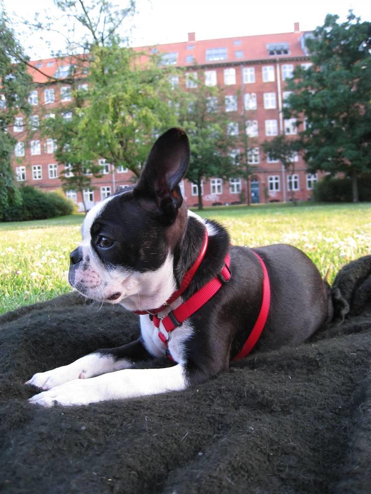 Boston terrier Karla billede 13
