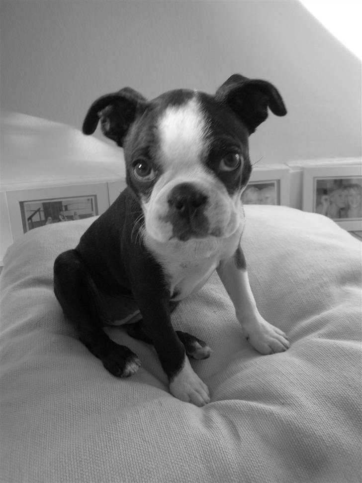 Boston terrier Karla - mmm... nyt legetøj billede 14