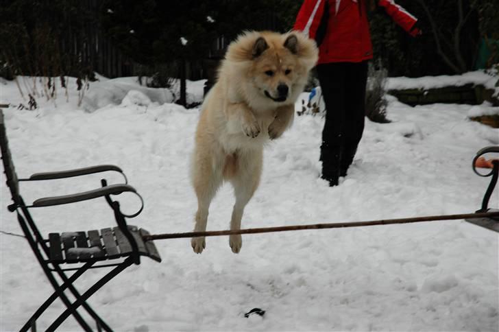 Eurasier Asklunds Charming Cliff - Cliff springer et lille spring :o) Vinter 09. billede 13