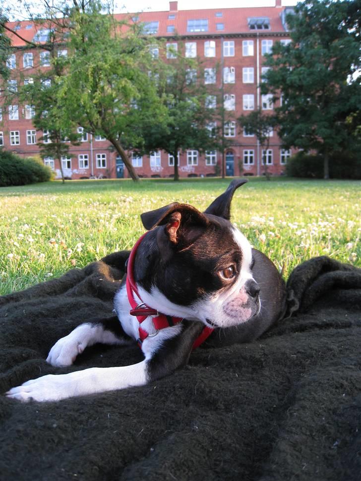Boston terrier Karla billede 15