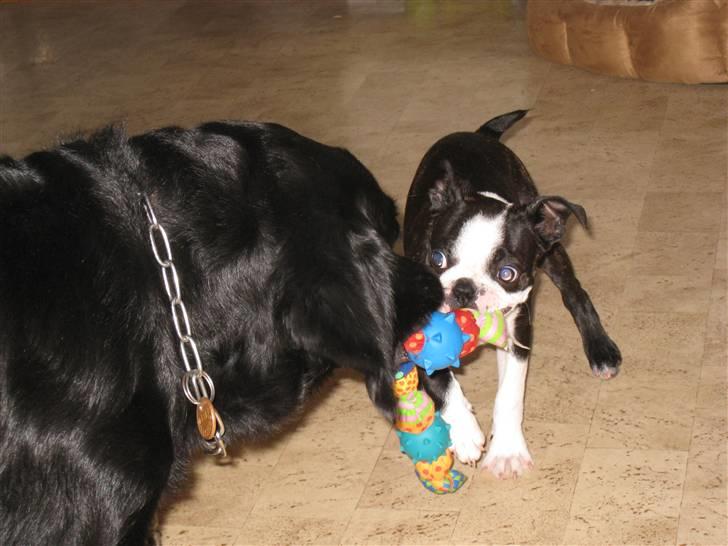 Boston terrier Karla billede 16