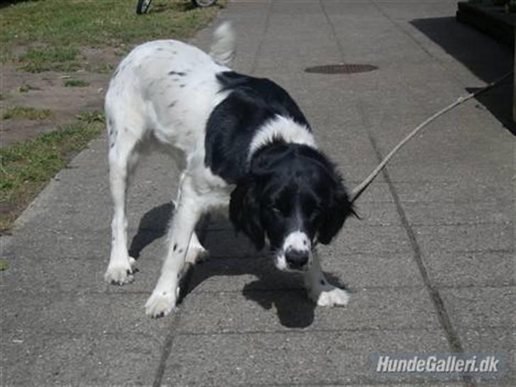 Blanding af racer Mollie TYKKE<3 - Jeg elsker dig hund billede 16