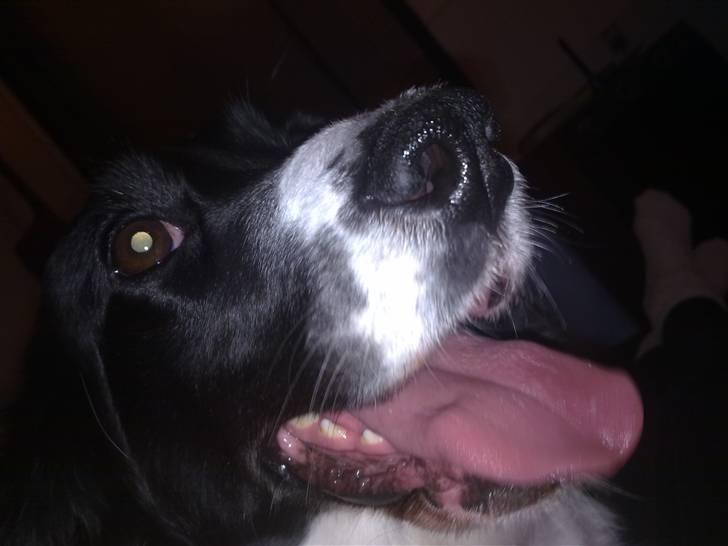 Blanding af racer Mollie TYKKE<3 - tak fordi du kiiggede fordi! smid en bedømmels! billede 17