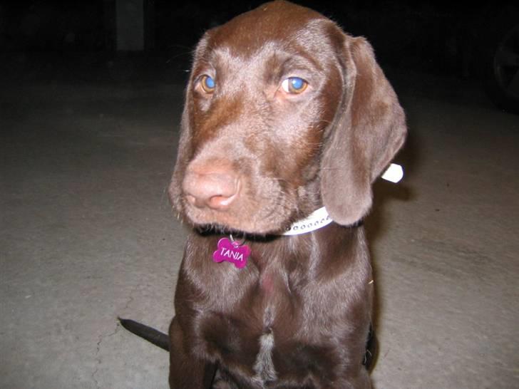 Blanding af racer Tanja <3 :D - Tanja <3 :D billede 1