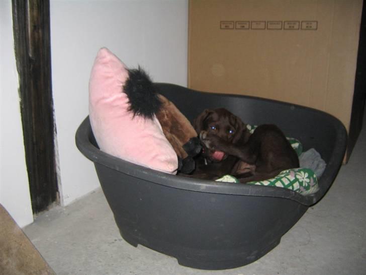 Blanding af racer Tanja <3 :D - nu vil jeg sove <3 billede 2