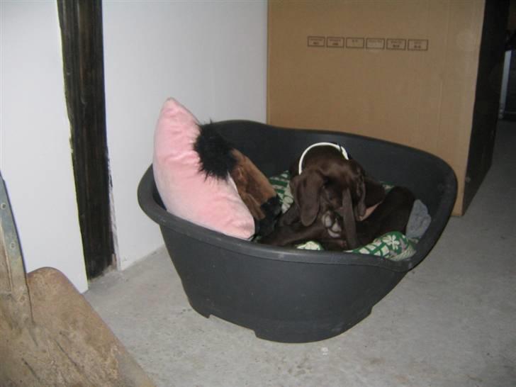 Blanding af racer Tanja <3 :D - skal lige i bad :D billede 3